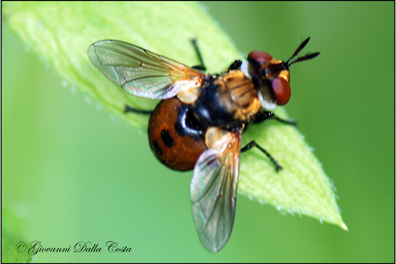 Identificazione mosca 